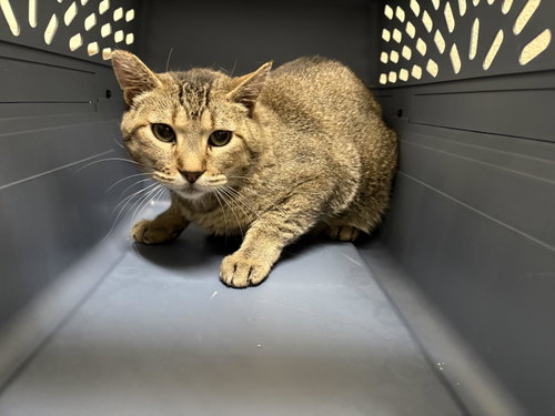 Bob, an adoptable Domestic Short Hair in Boise, ID