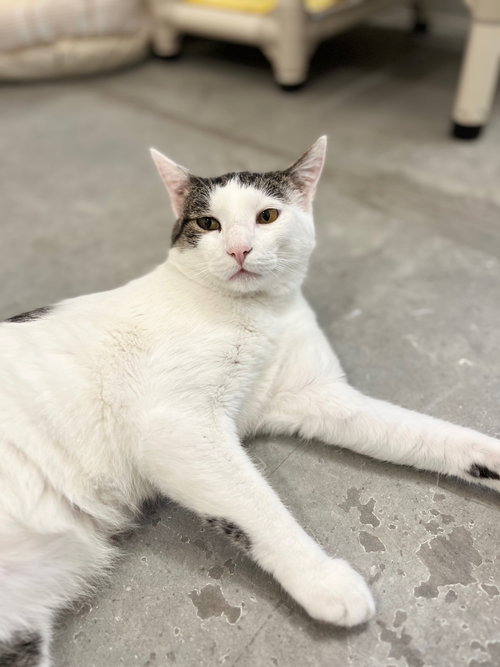 Lee, an adoptable Domestic Short Hair in Boise, ID