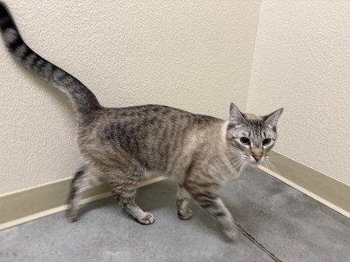 Meeko, an adoptable Domestic Short Hair in Boise, ID