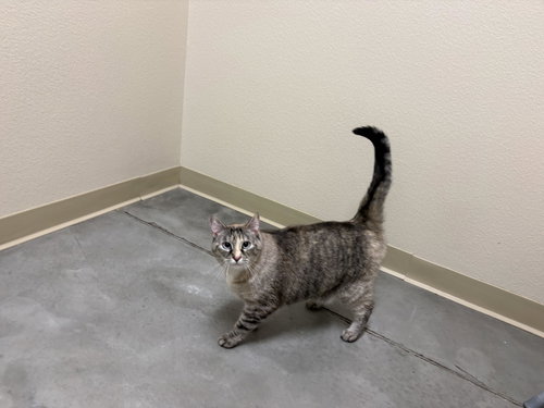 Opal, an adoptable Domestic Short Hair in Boise, ID