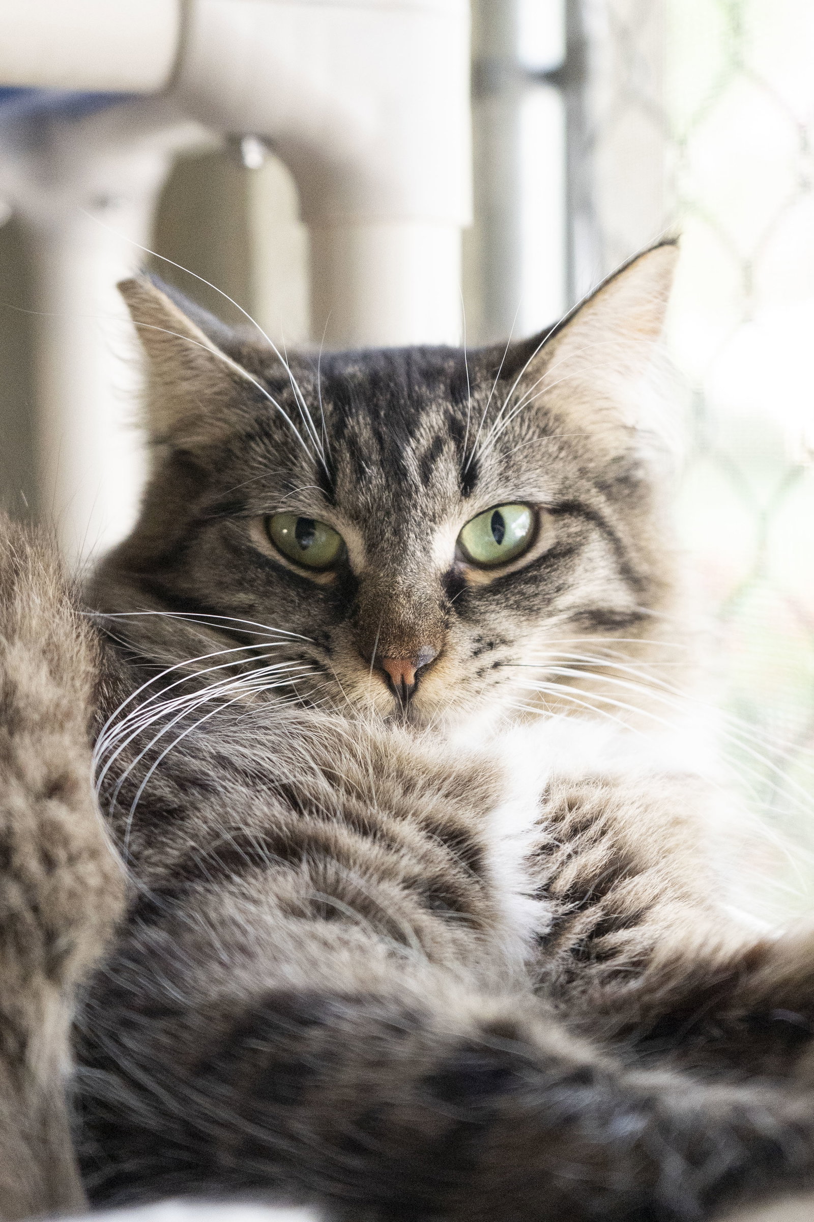 Tuffy, Domestic Long Hair