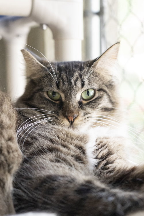Tuffy, a cat for adoption from Simply Cats Adoption Center