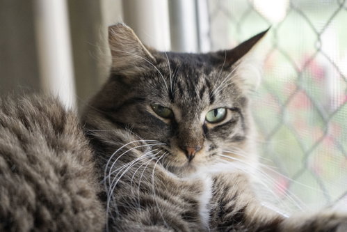 Photo 2 of Tuffy