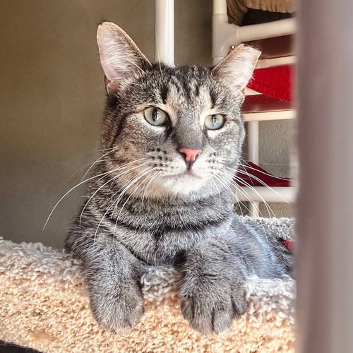 Timmy, a cat for adoption from Simply Cats Adoption Center