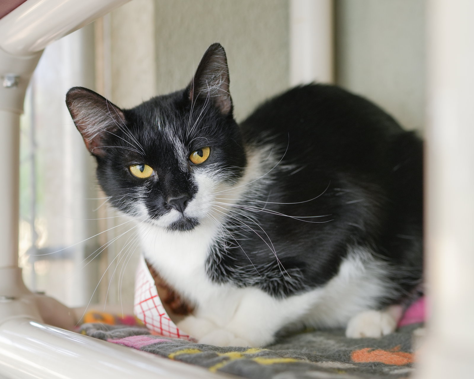 Lolly, Domestic Short Hair