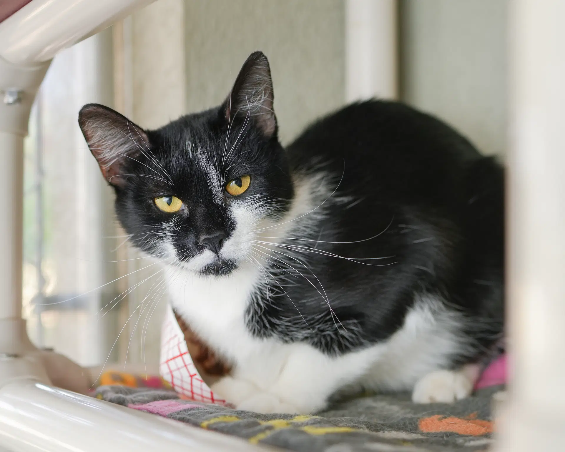 Lolly - Domestic Short Hair