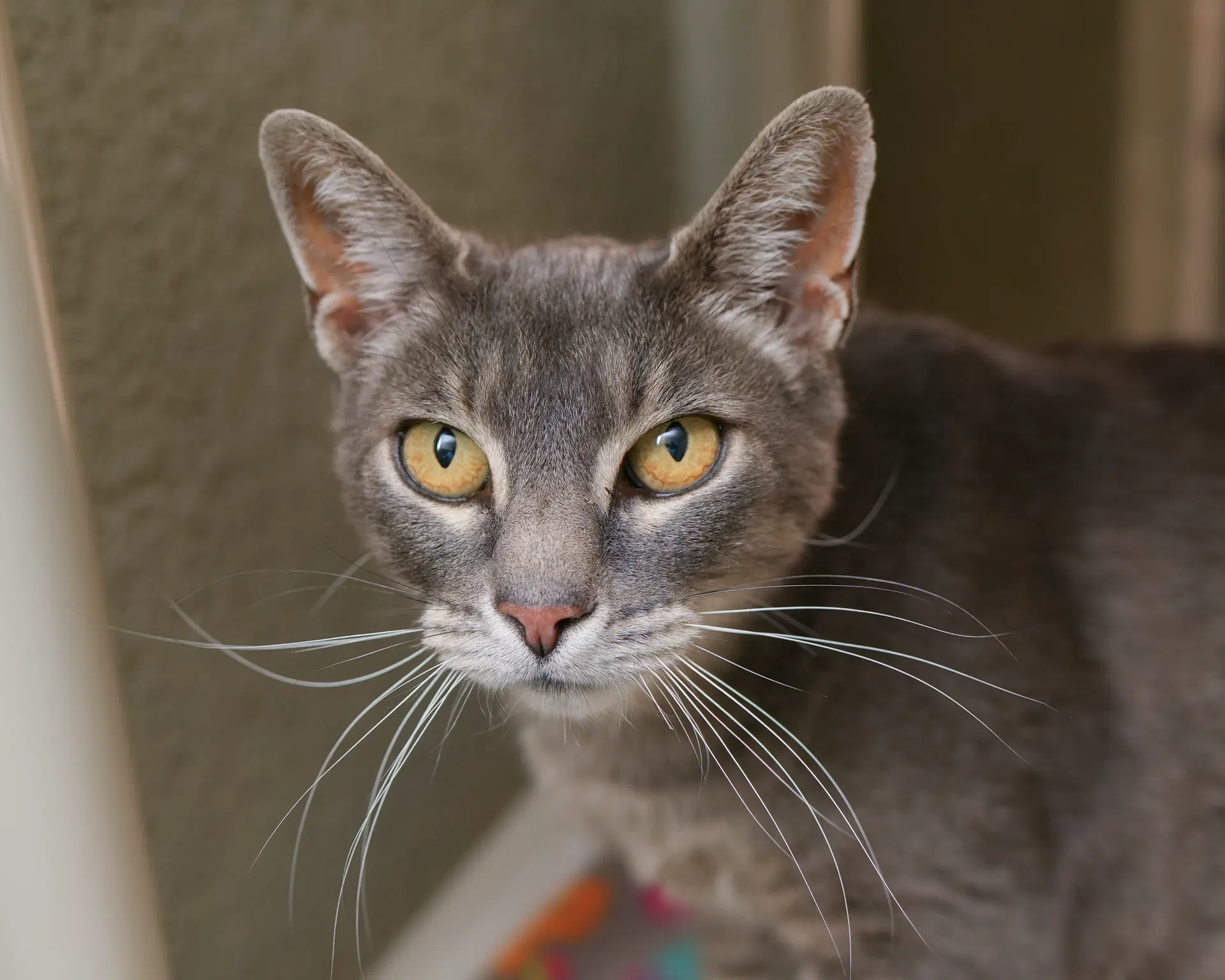 Gracie - Domestic Short Hair