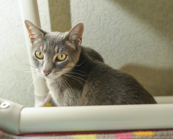 Gracie