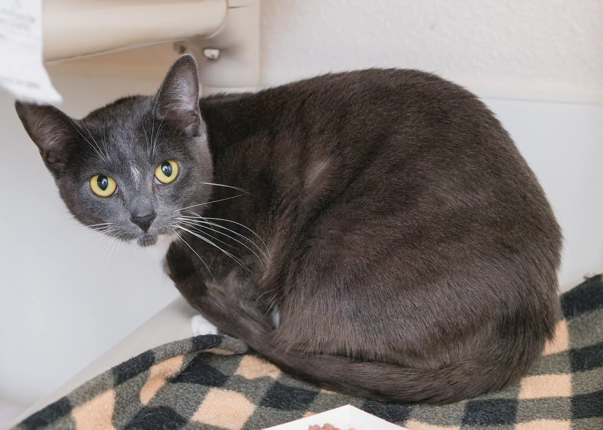 Fergie - Domestic Short Hair