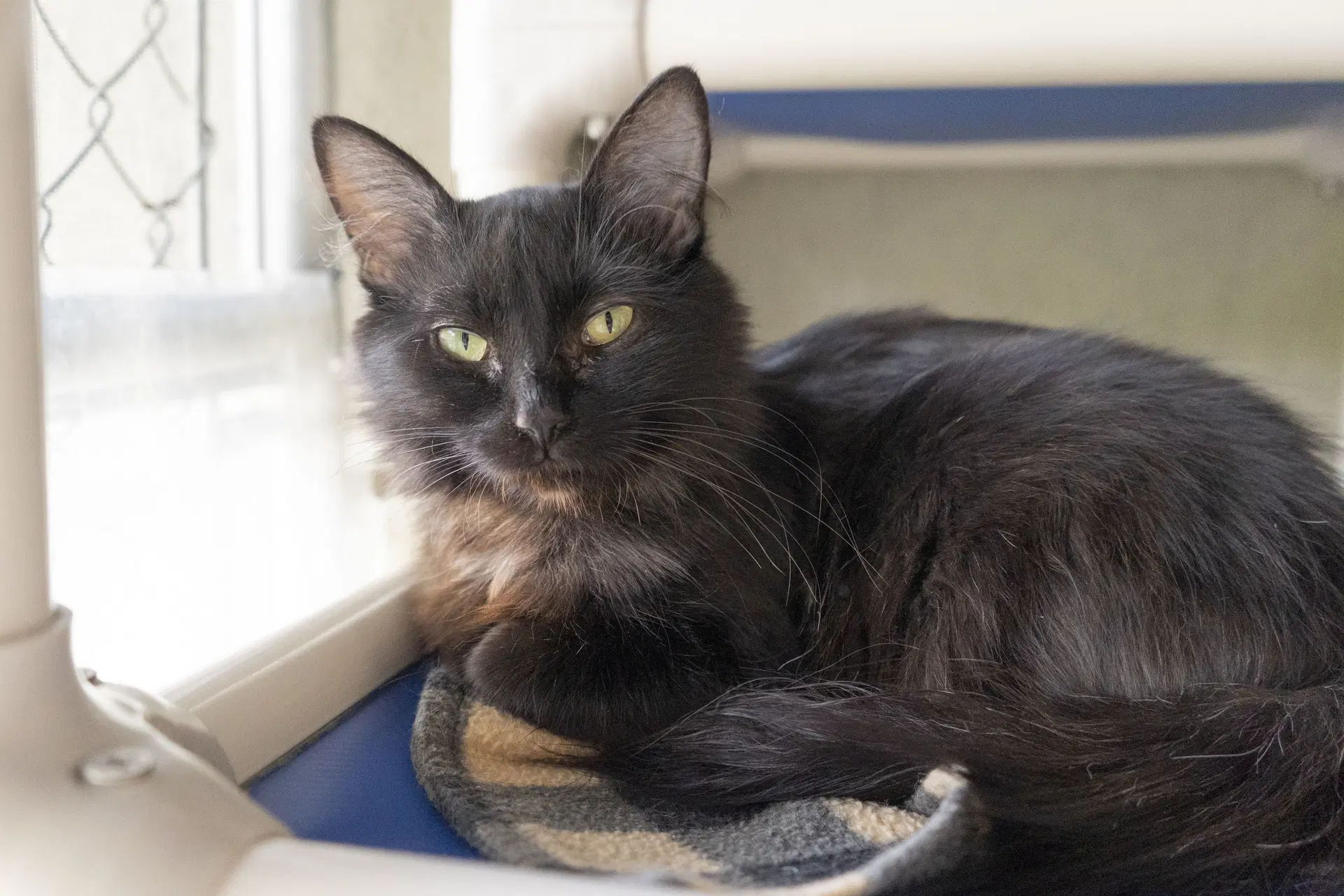 Iris - Domestic Long Hair