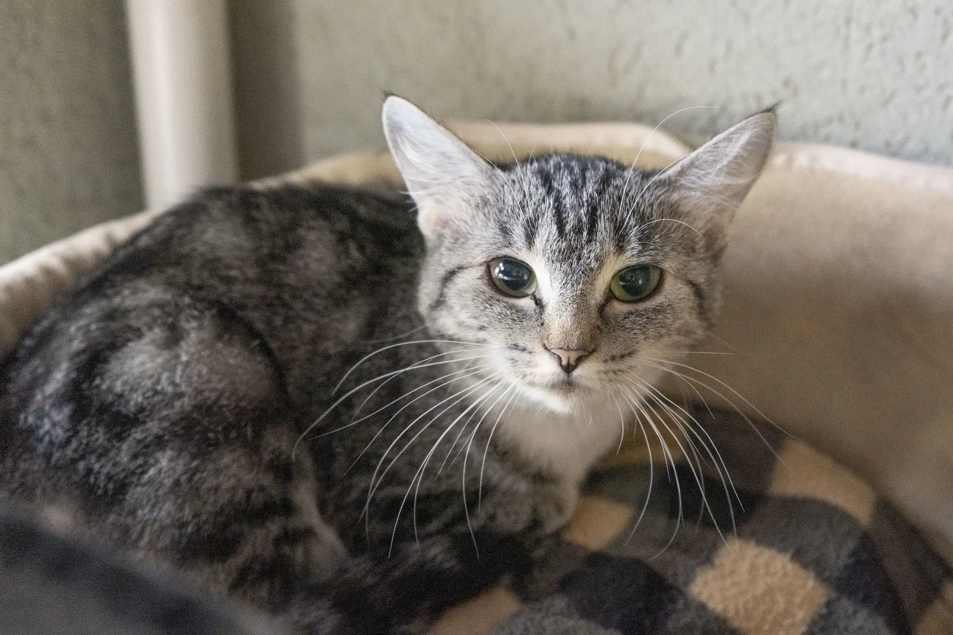 Olive - Domestic Short Hair