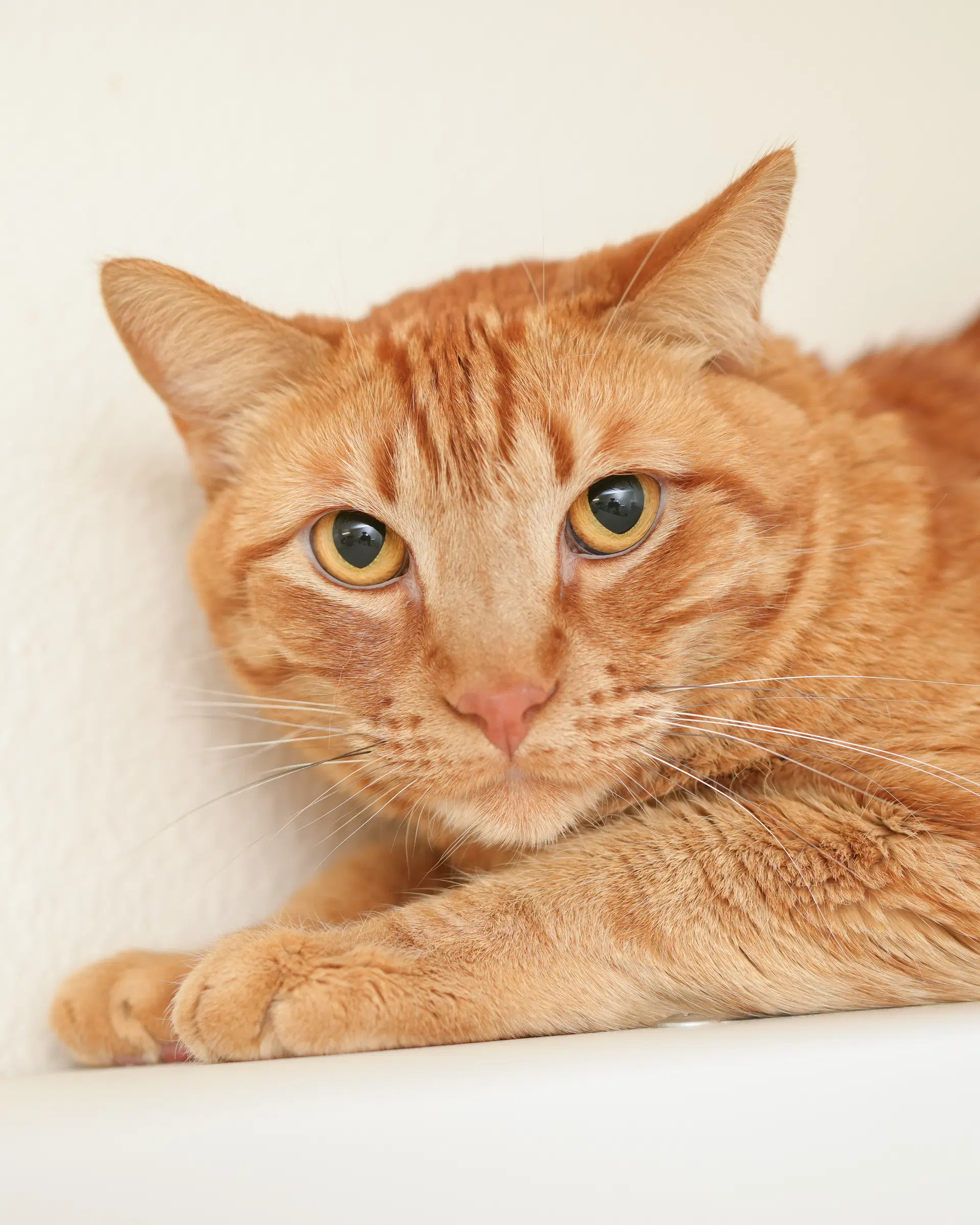 Leif - Domestic Short Hair