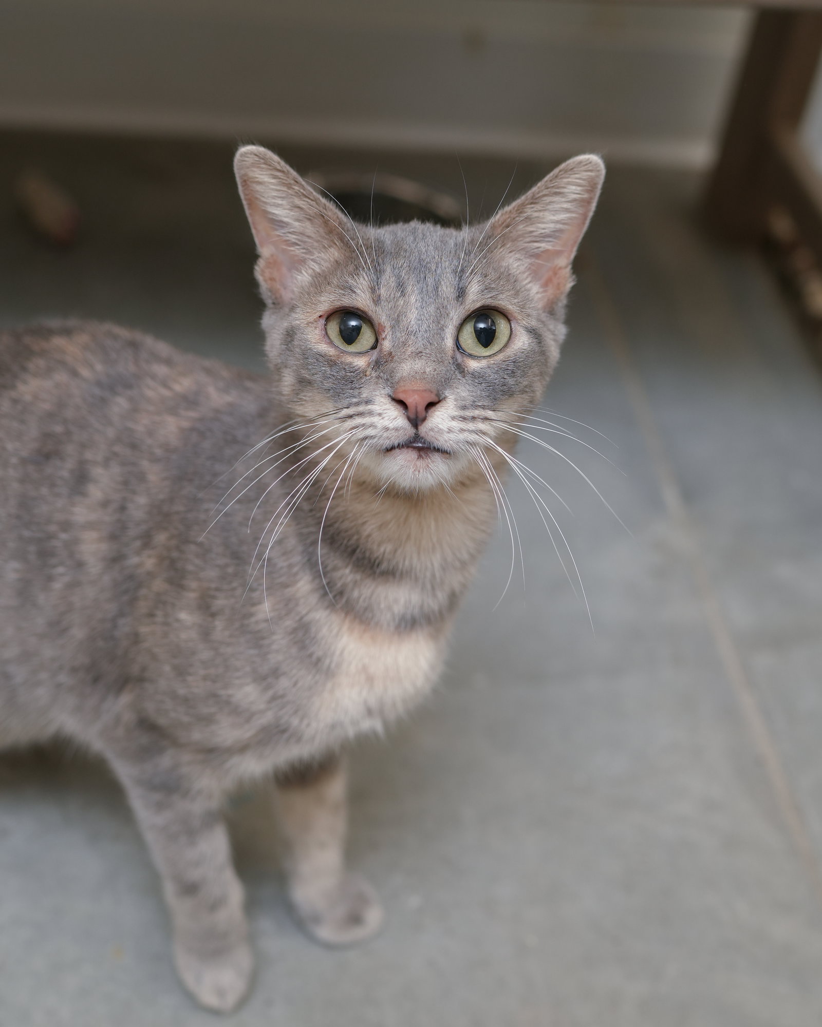 Gretchen, Domestic Short Hair