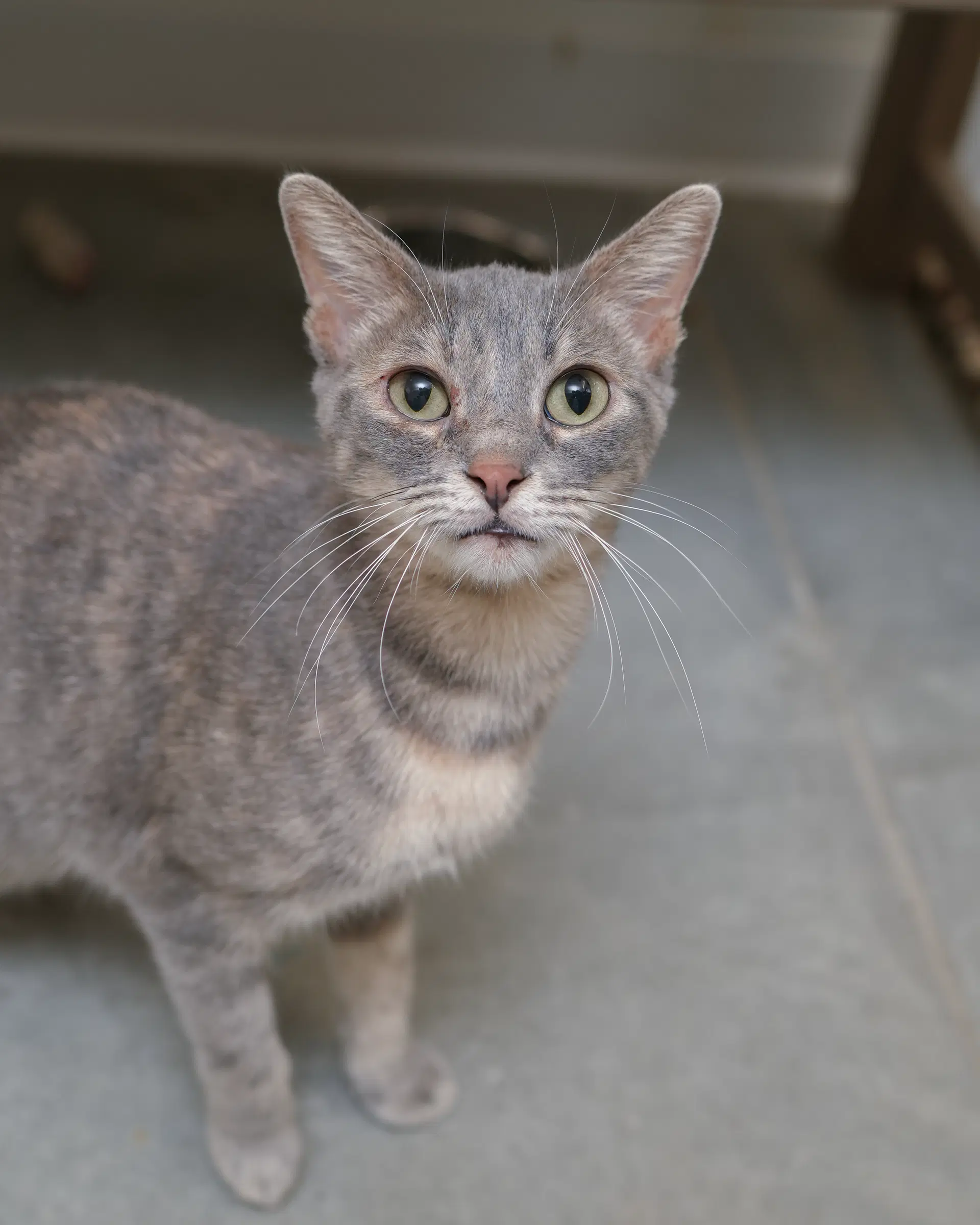 Gretchen - Domestic Short Hair