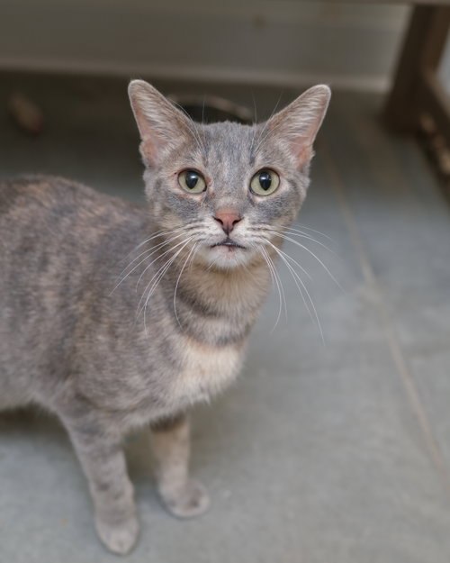 Gretchen, a cat for adoption from Simply Cats Adoption Center