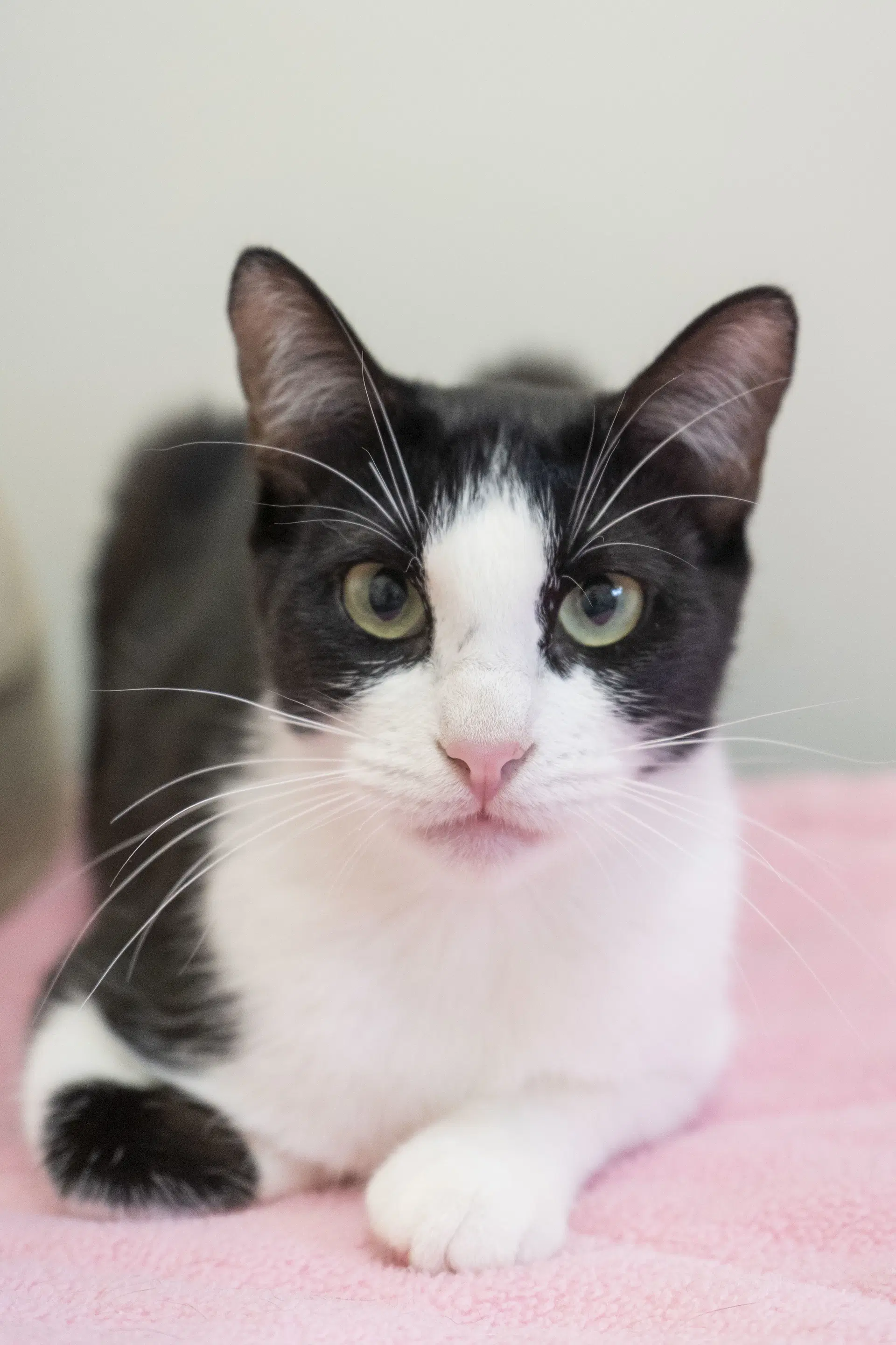 Regina - Domestic Short Hair