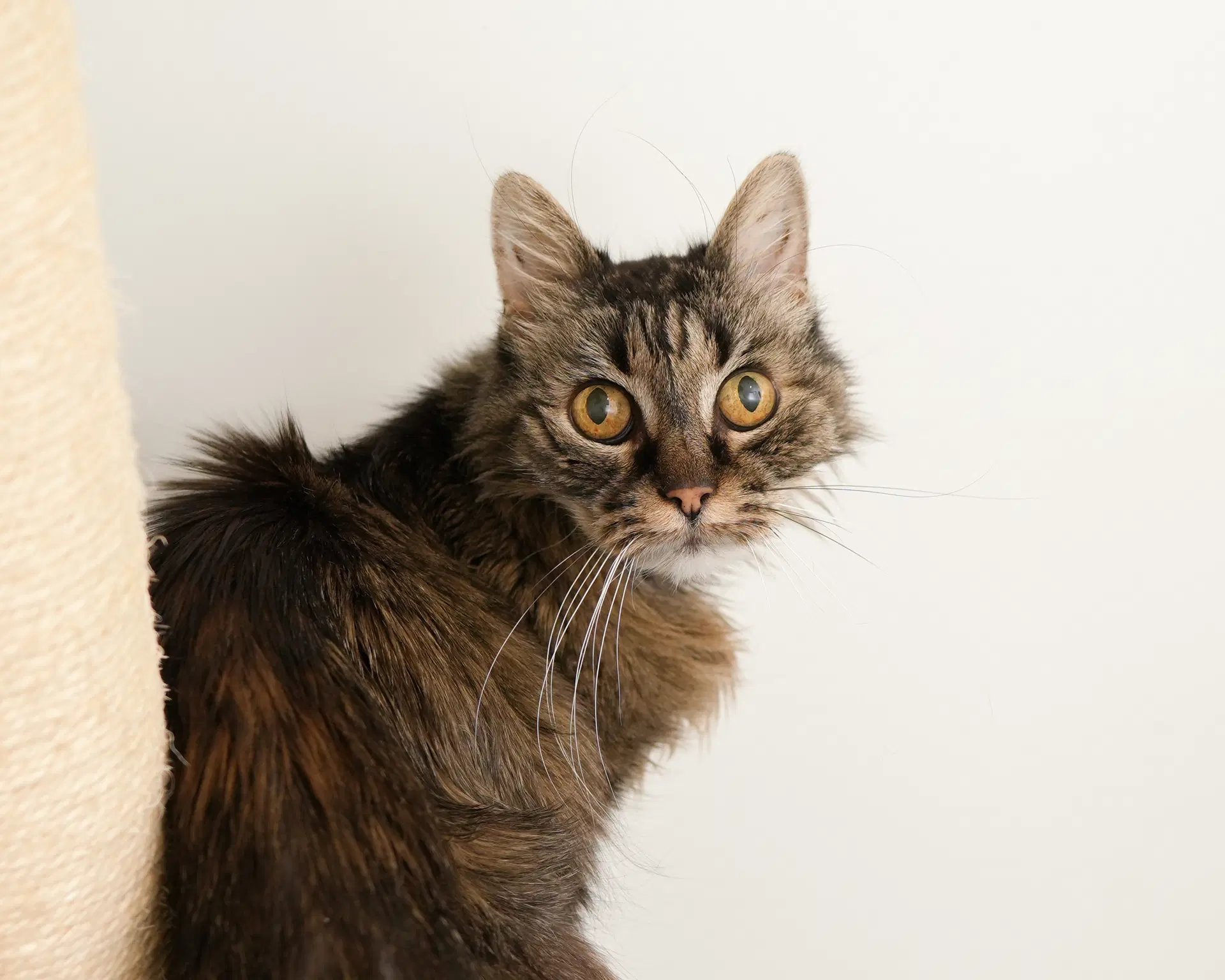 Venus - Domestic Medium Hair