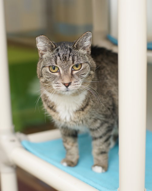 Hope, a cat for adoption from Simply Cats Adoption Center