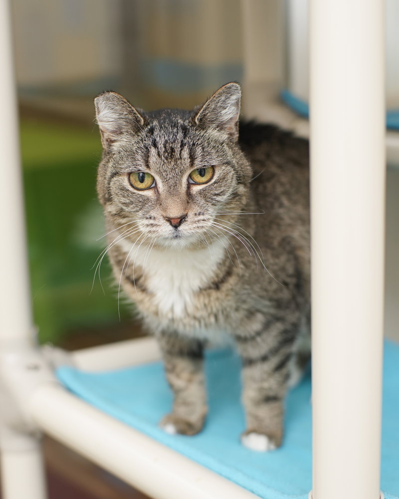 Hope, a senior female cat up for adoption