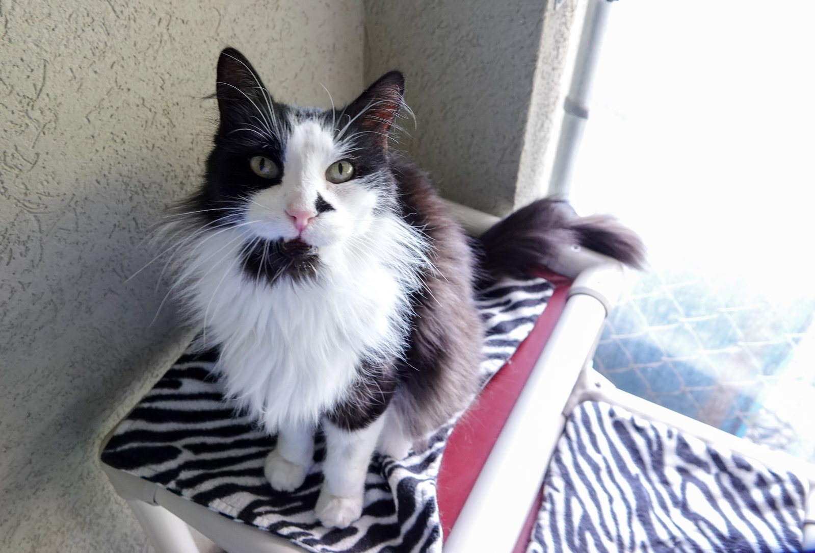 Pedro, Domestic Long Hair