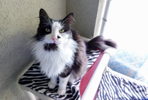 Pedro, a cat for adoption from Simply Cats Adoption Center