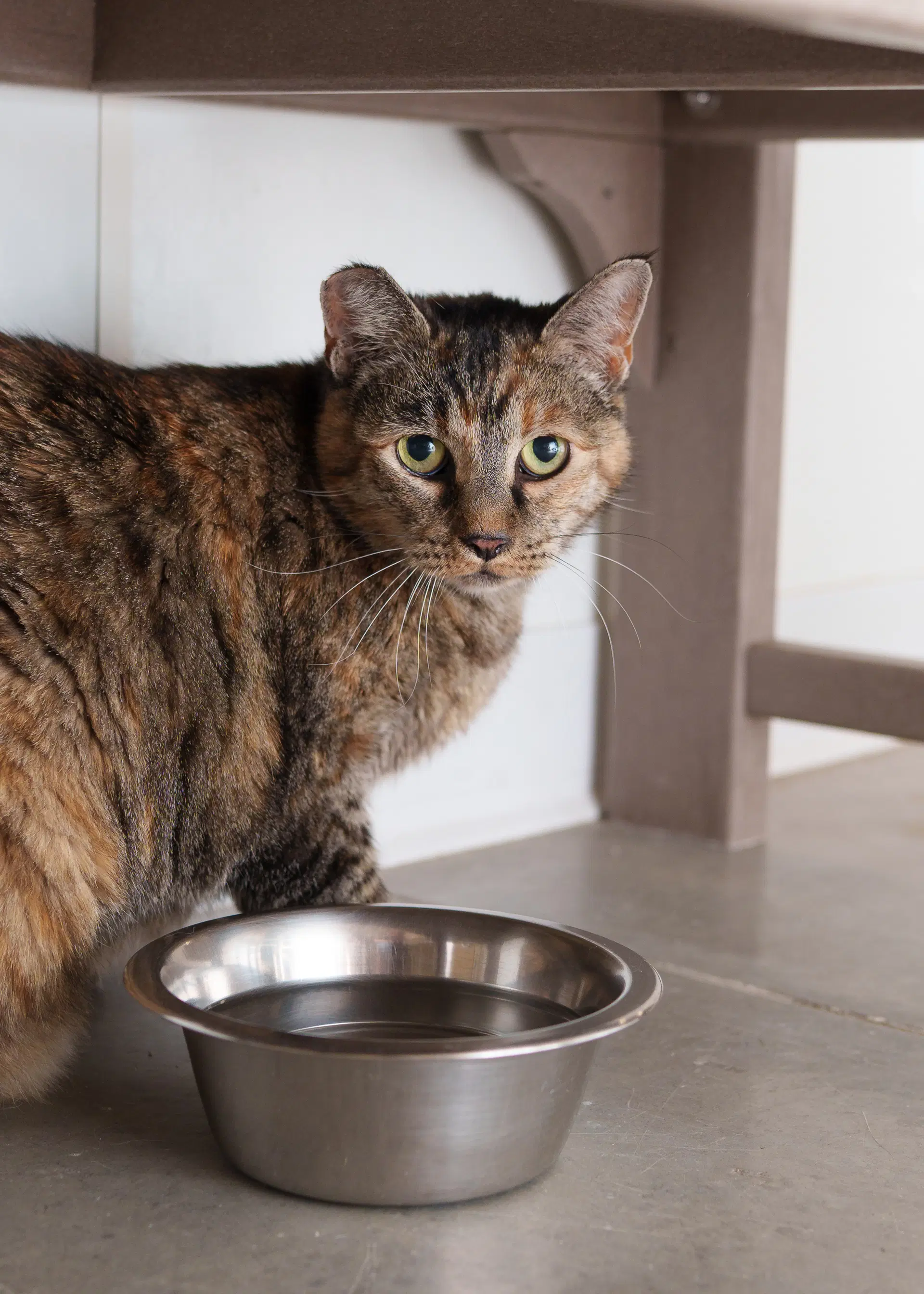 Bella - Domestic Short Hair