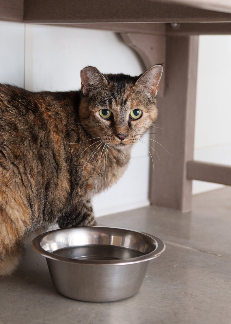Bella, an adult female cat up for adoption