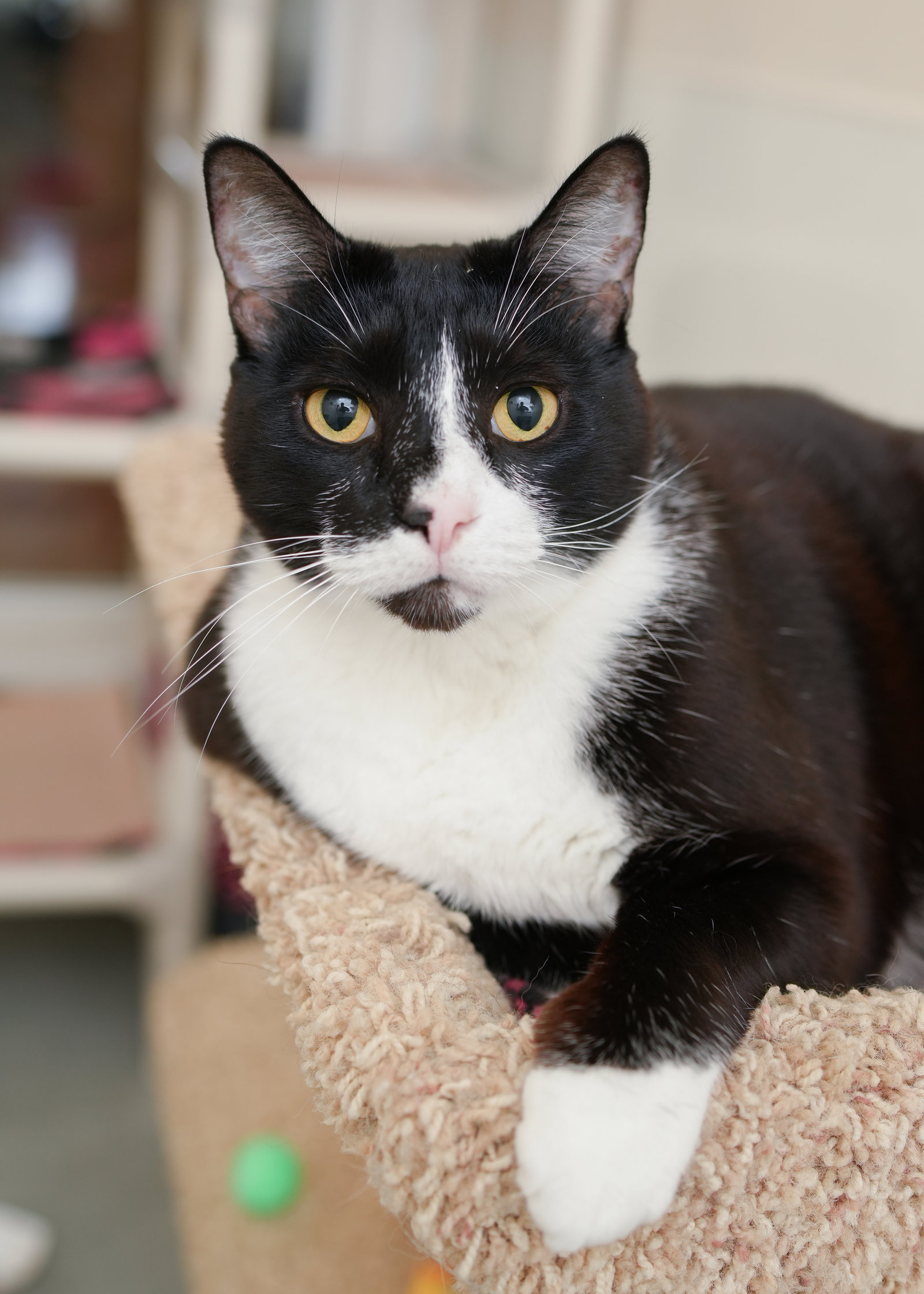 Bogart, Domestic Short Hair