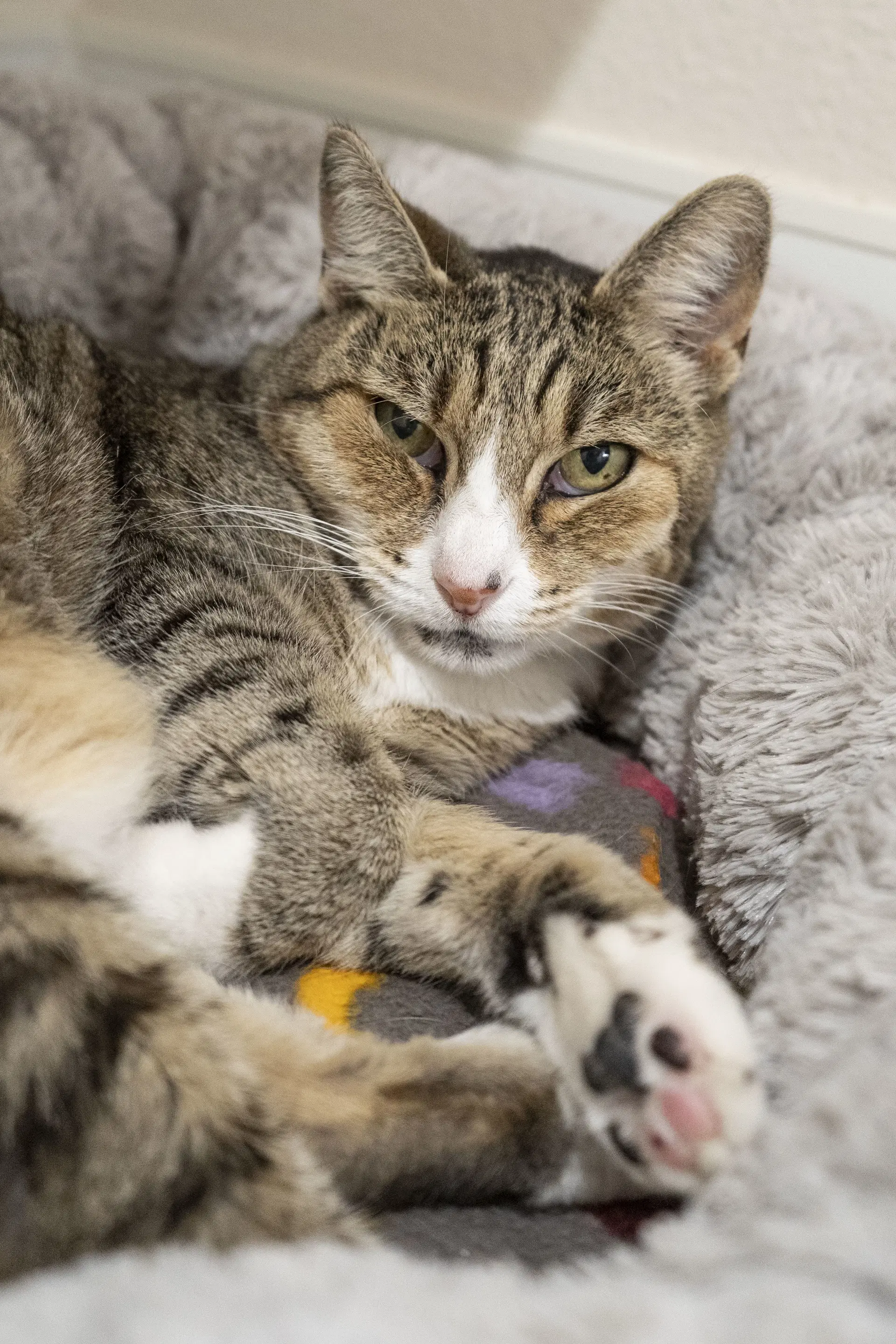 Keke - Domestic Short Hair