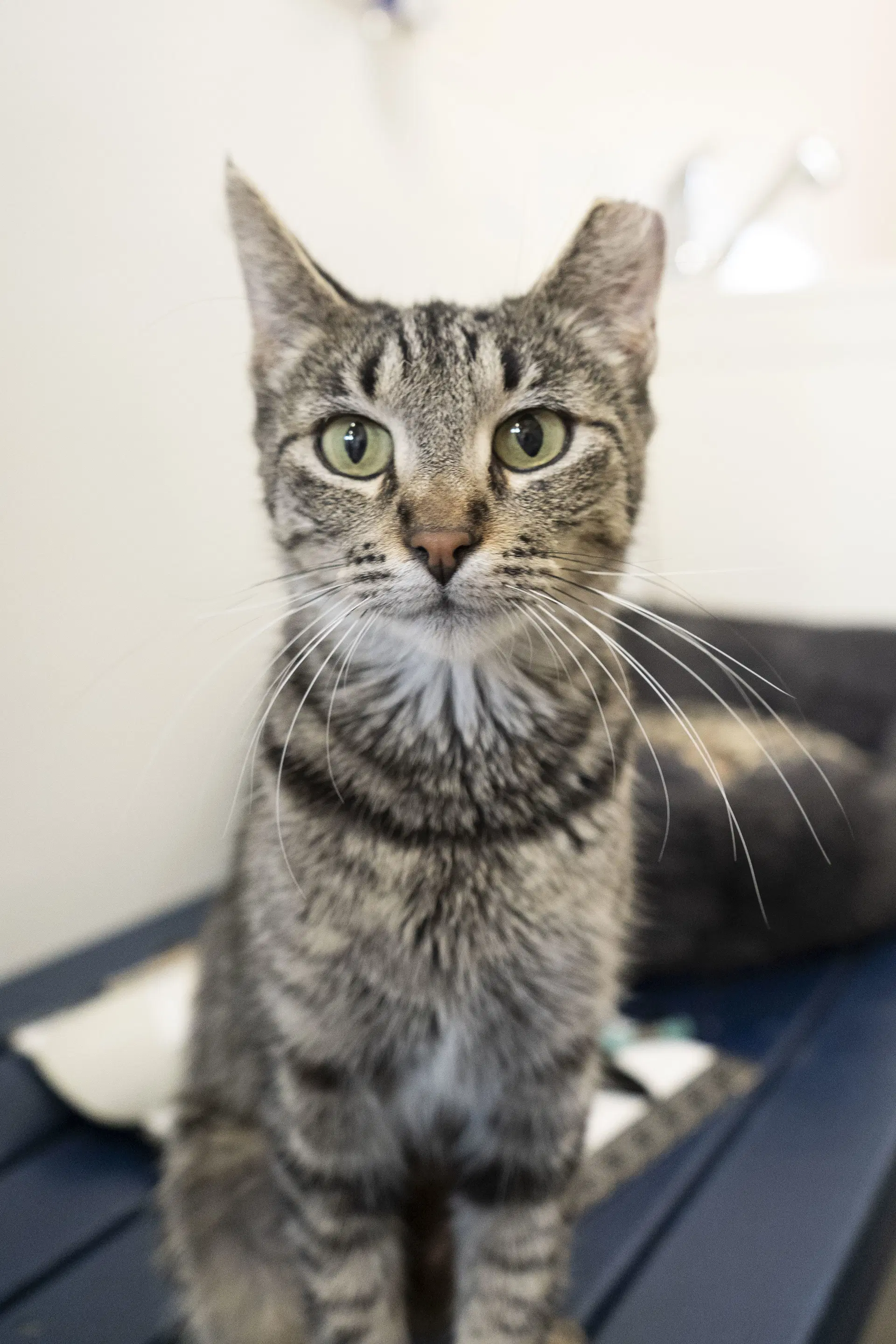 Jess - Domestic Short Hair