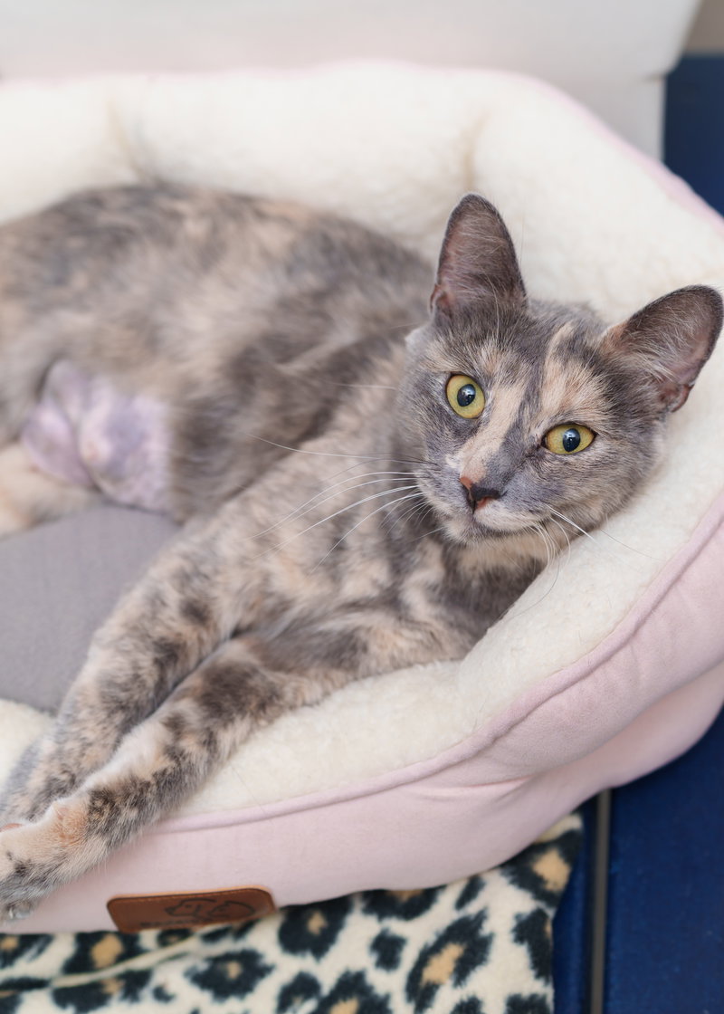 Elizabeth Taylor, an adult female cat up for adoption
