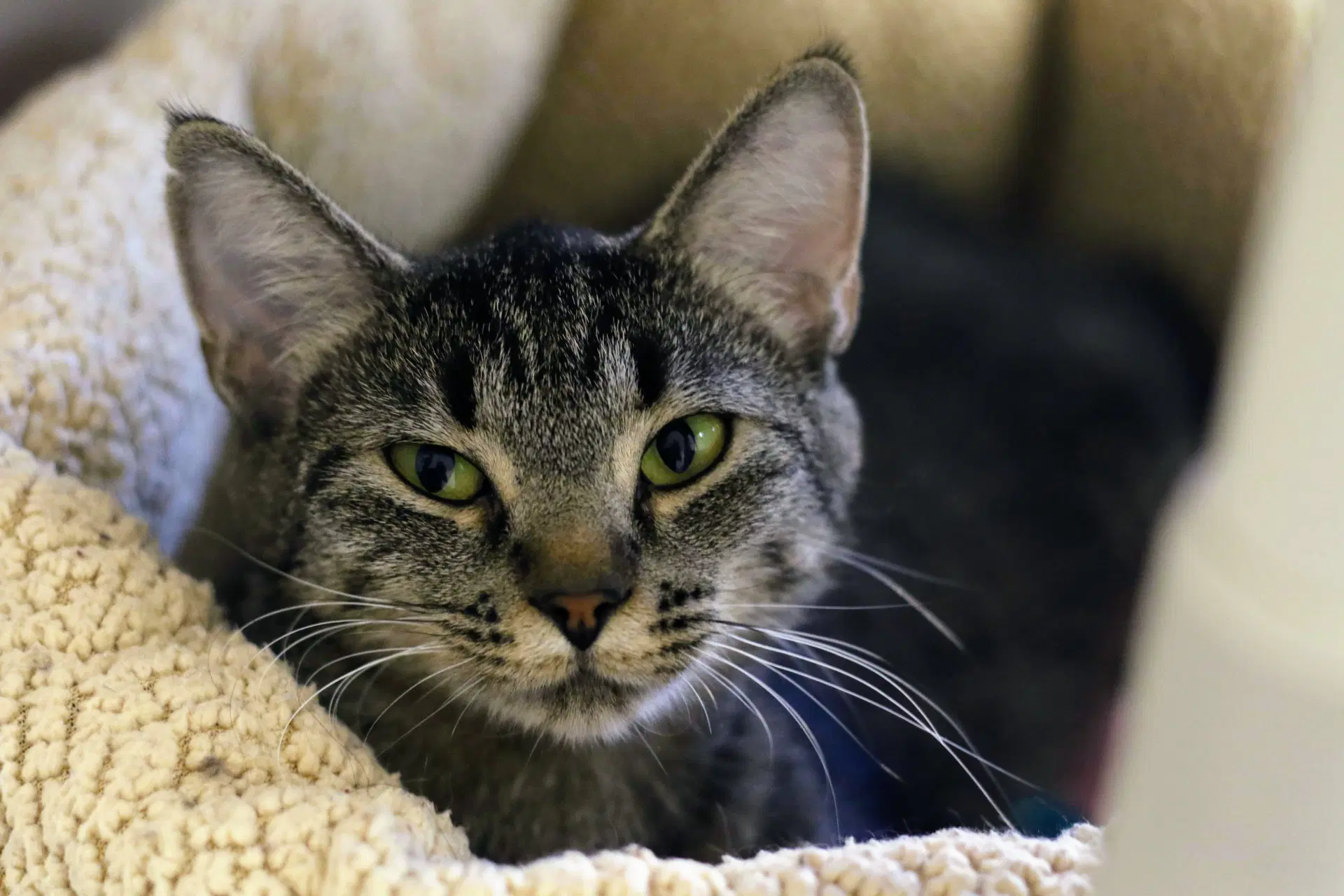 Natalie - Domestic Short Hair