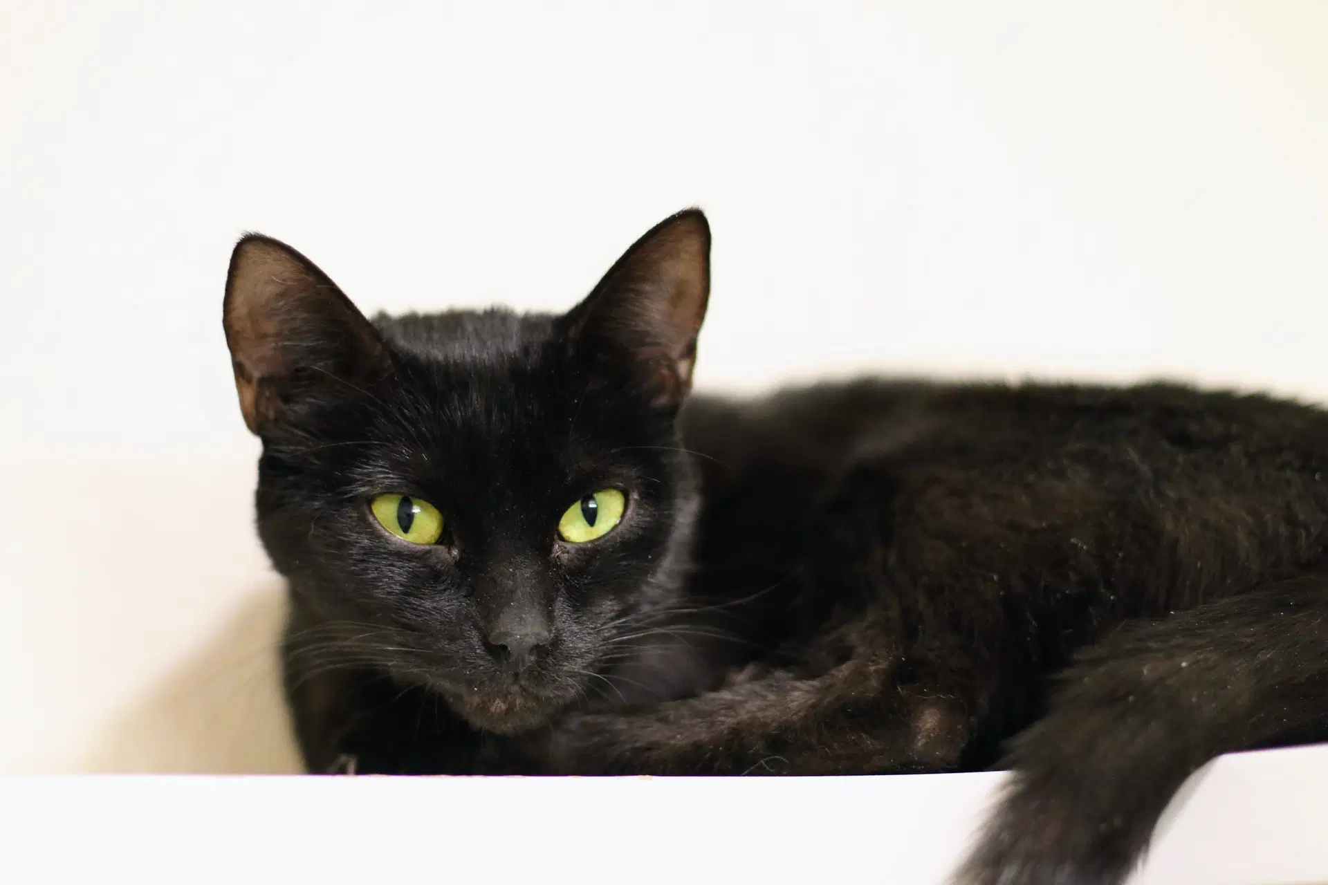 Minky - Domestic Short Hair