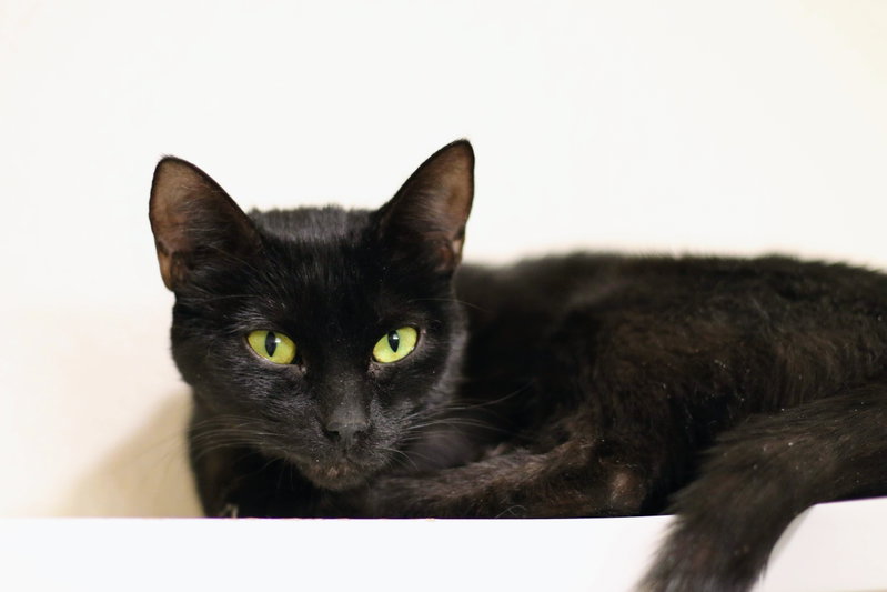 Minky, a young female cat up for adoption