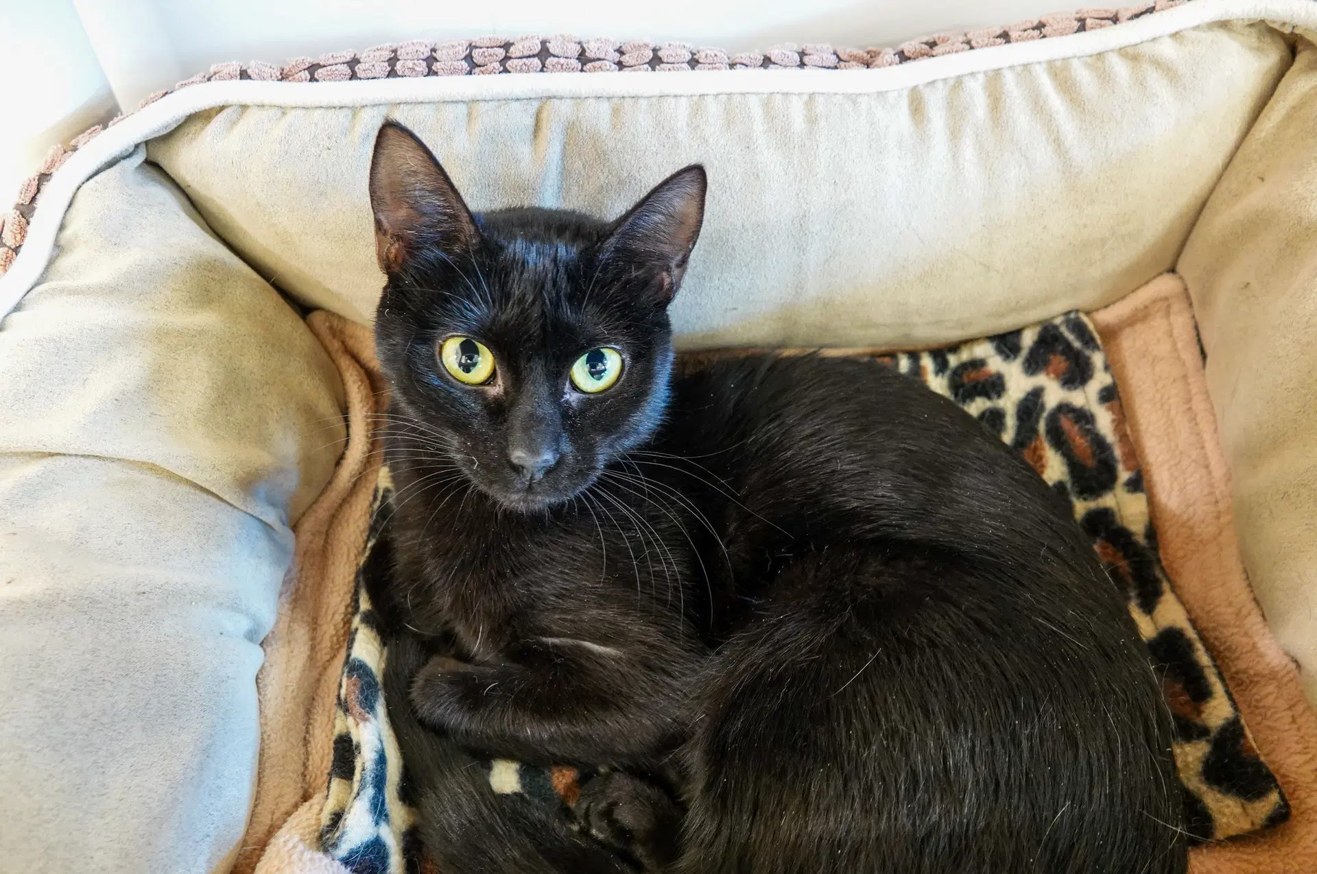 Minky image 3