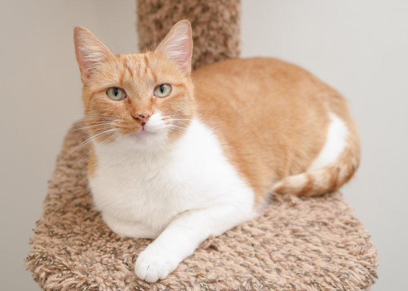 Linsey, an adult female cat up for adoption