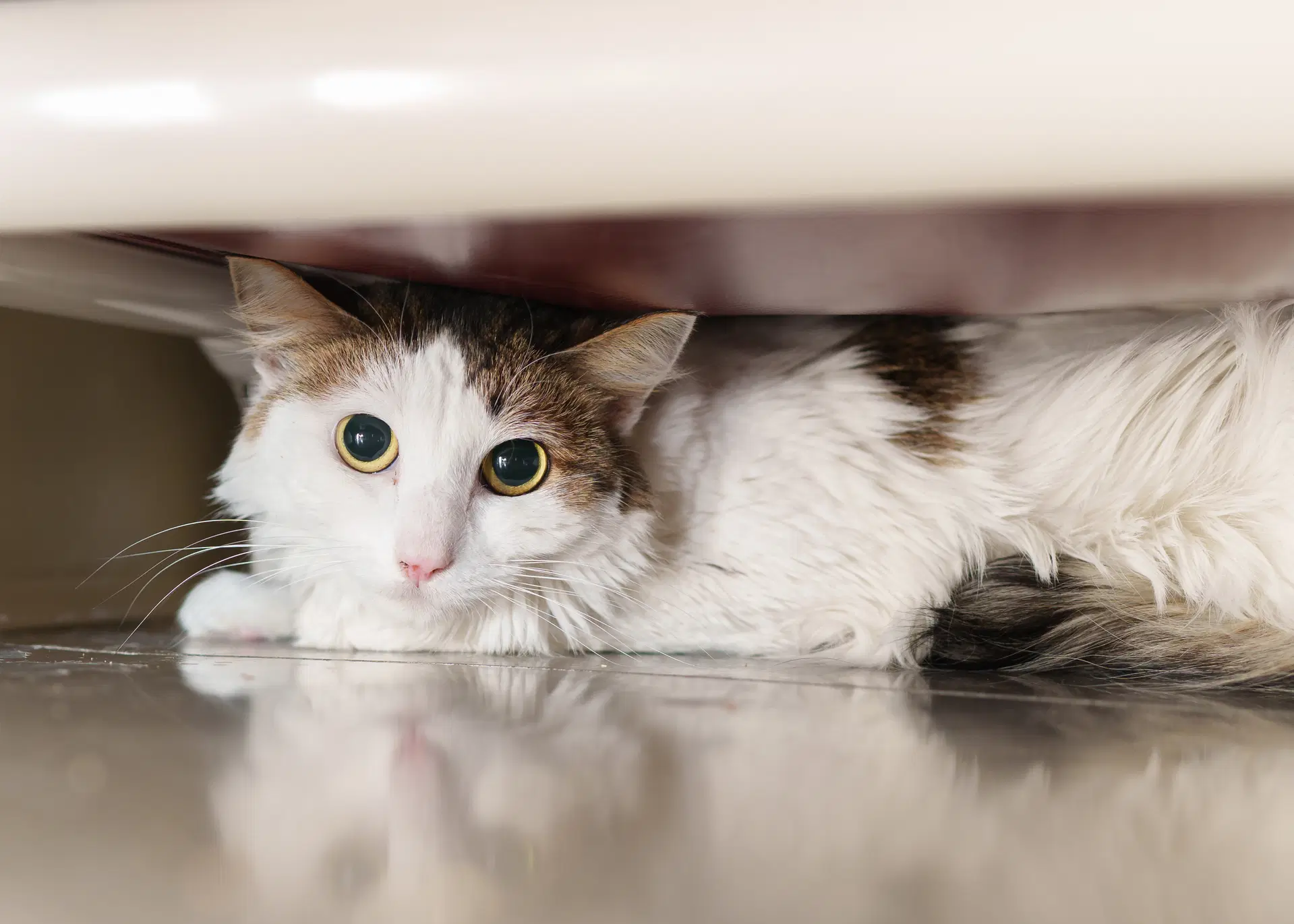 Sarah - Domestic Short Hair