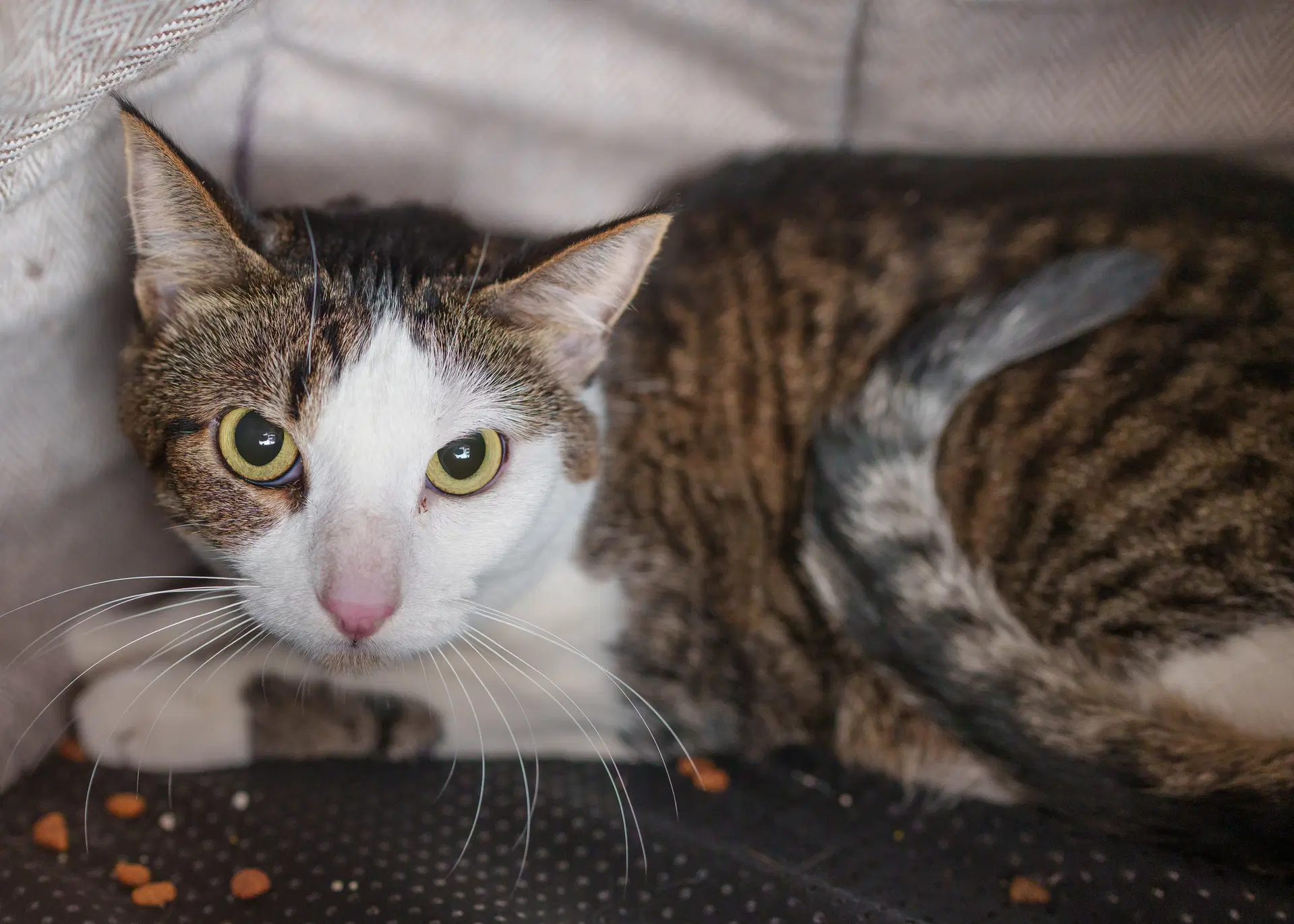 Maverick - Domestic Short Hair