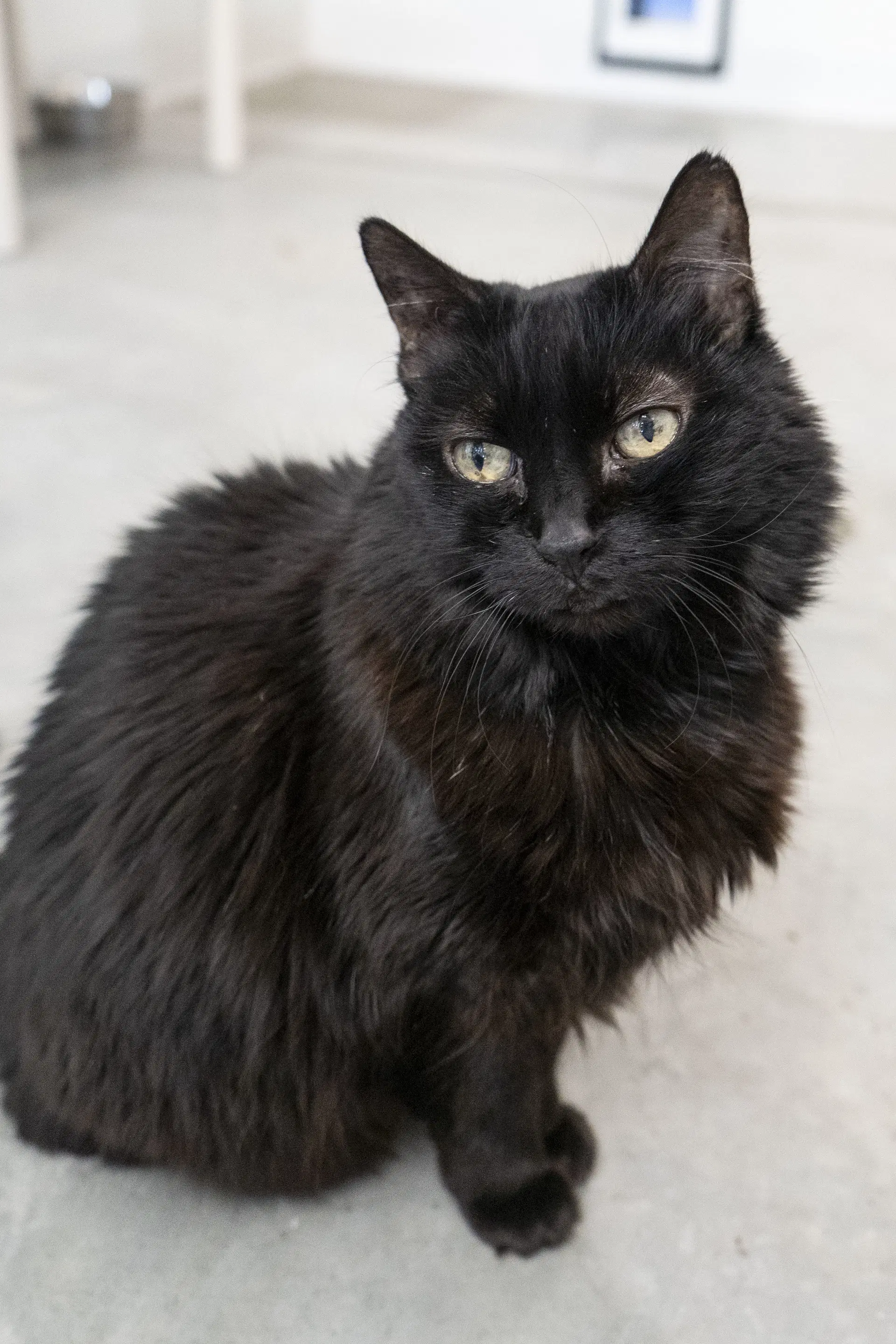 Sunnie - Domestic Long Hair