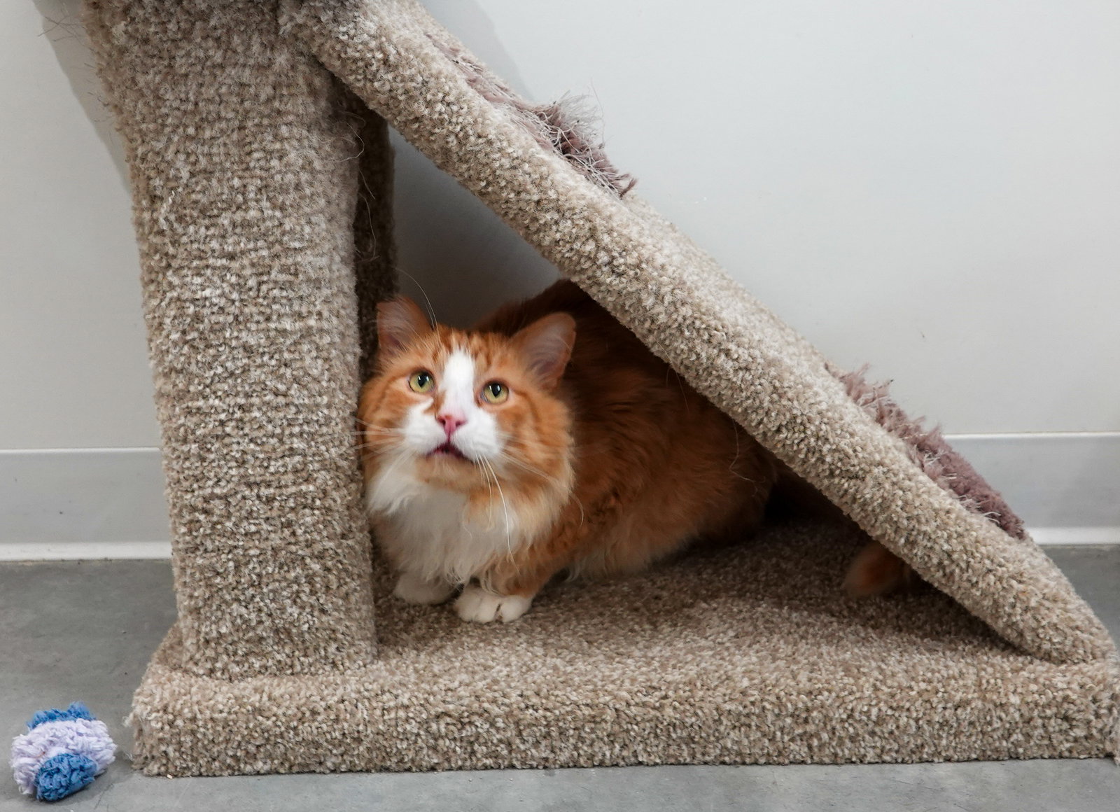 Rusty, photo 4