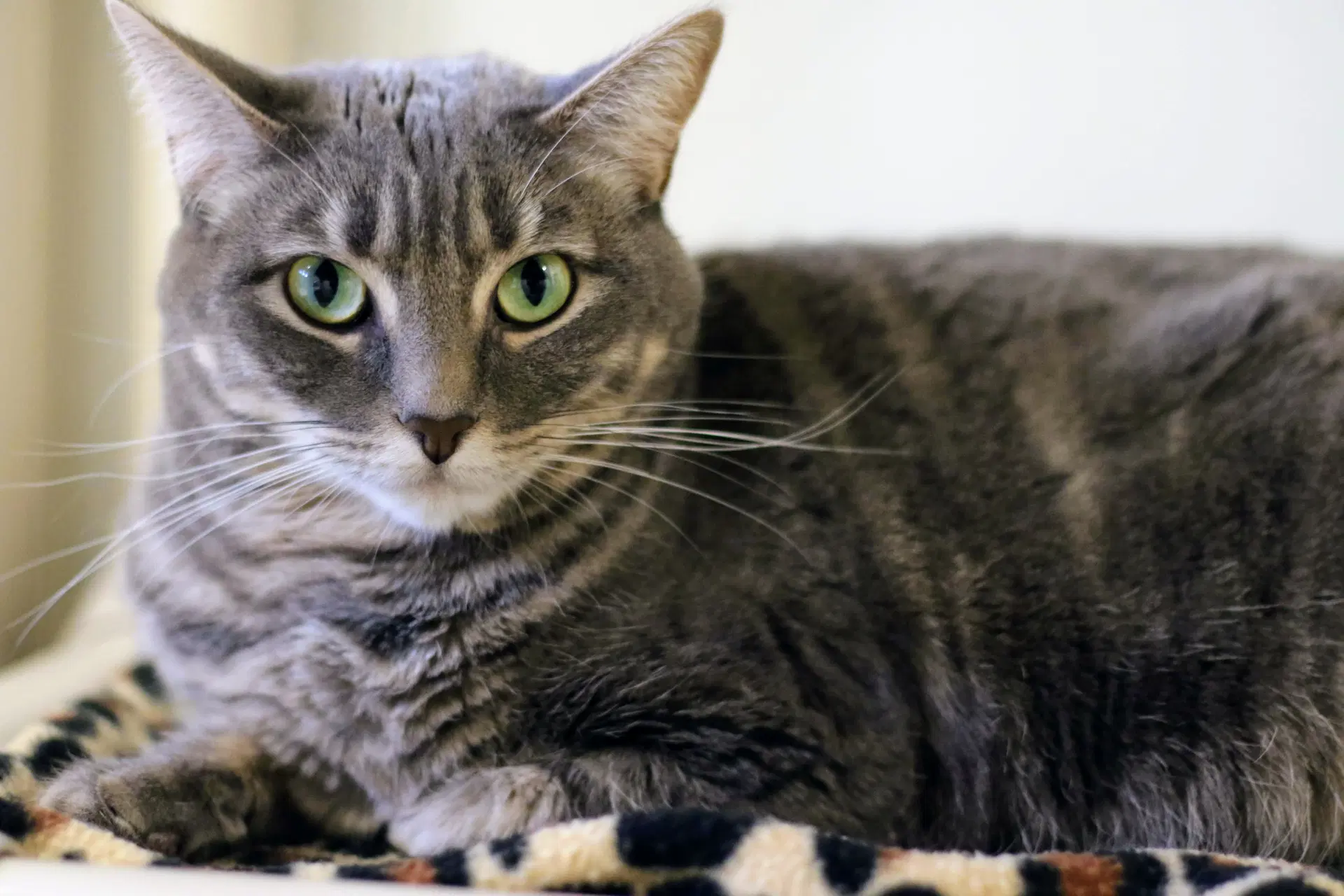 Carbon - Domestic Short Hair