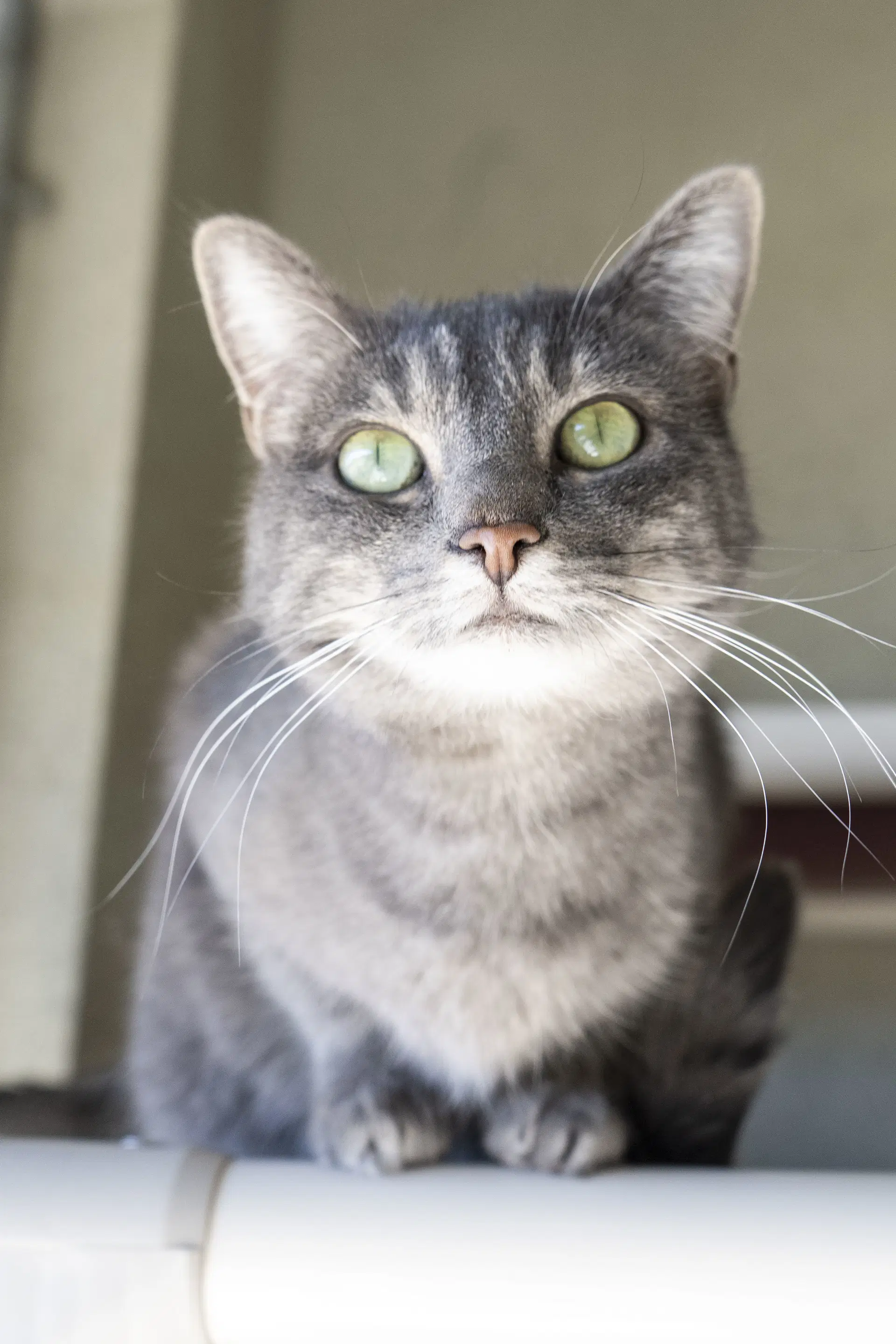 Lowtus - Domestic Short Hair