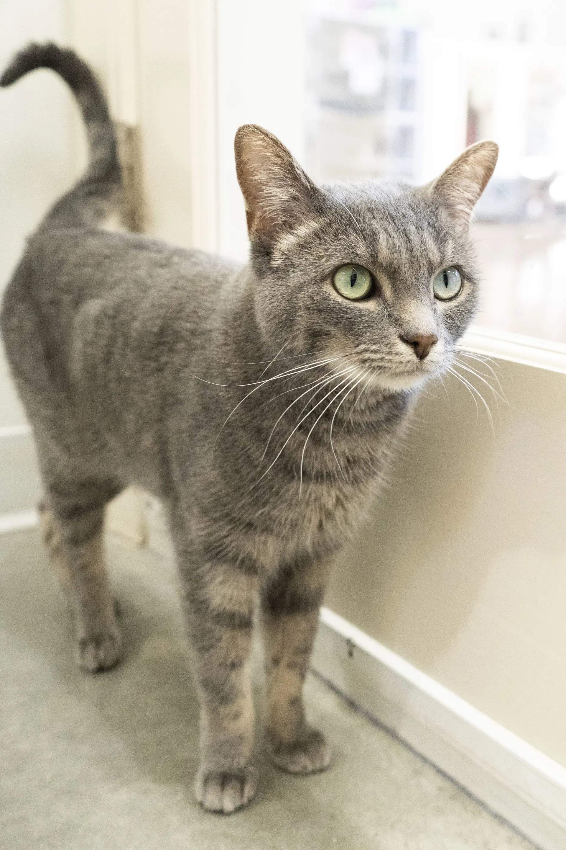 Camile - Domestic Short Hair