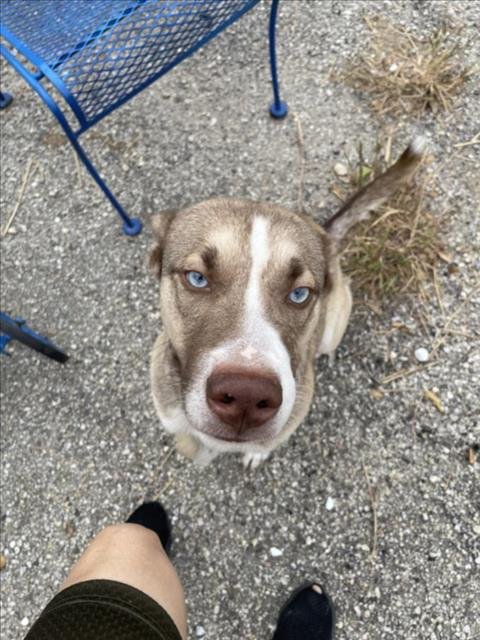 adoptable Dog in San Antonio, TX named PETEY
