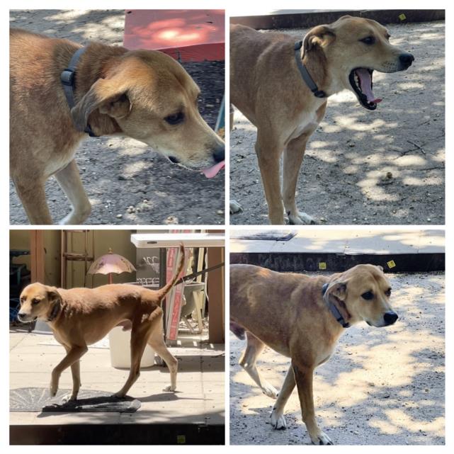 adoptable Dog in San Antonio, TX named HOWIE