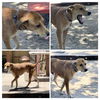 adoptable Dog in  named HOWIE