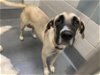 adoptable Dog in anton, TX named LOLA