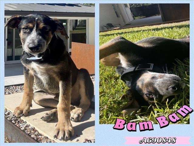 adoptable Dog in San Antonio, TX named BAM BAM