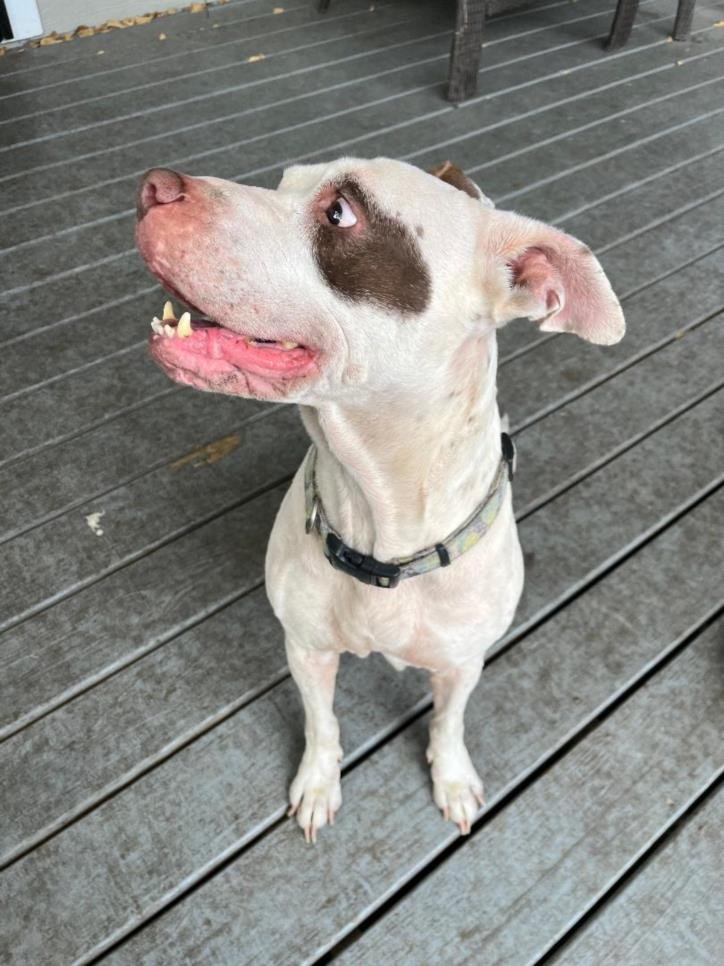 adoptable Dog in San Antonio, TX named ANNIE