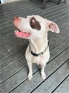 adoptable Dog in anton, TX named ANNIE